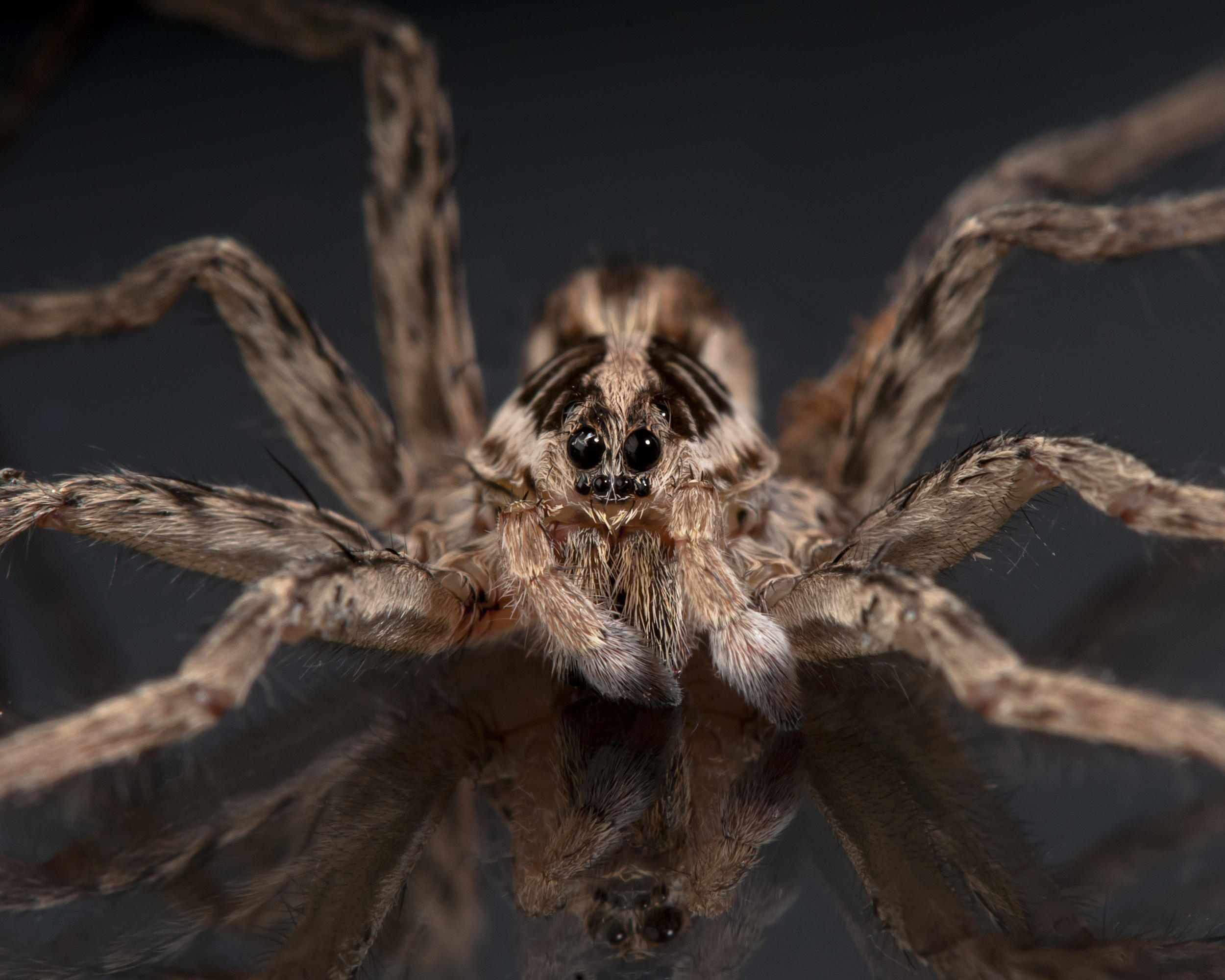 Cranberry Field Spiders : The Invisible Protectors of the Bogs